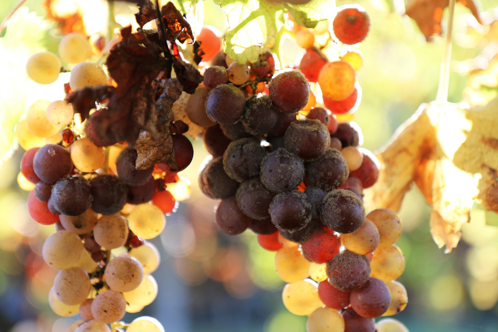 Herfst in de G�te