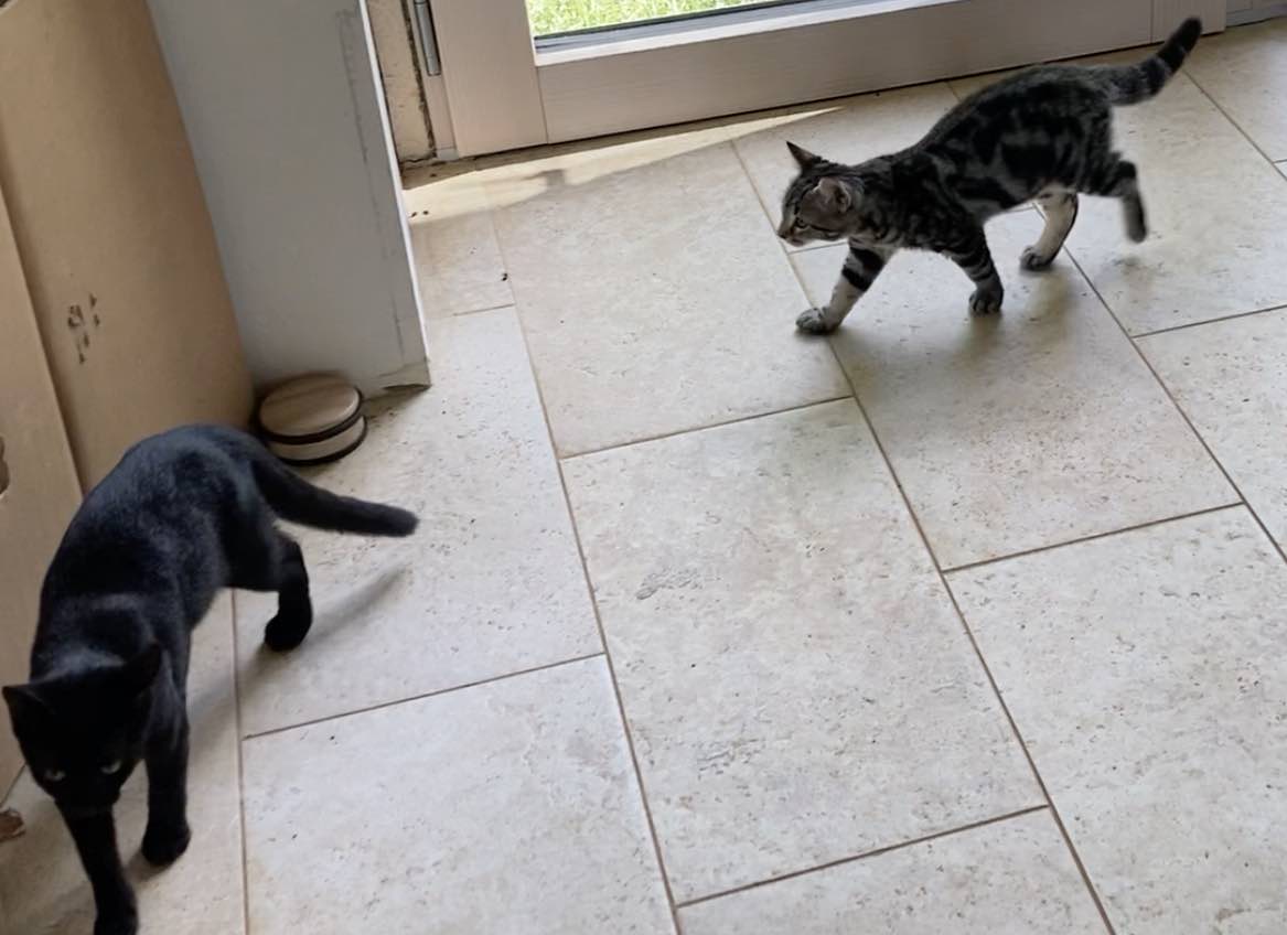 Diesel & Grizzly